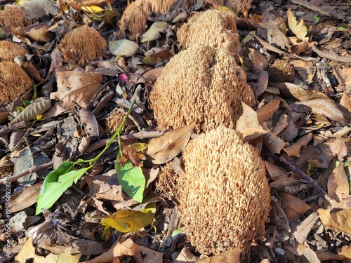 Artomyces pyxidatus coral fungus growing on forest floor, natural macro of wild mushroom with unique branching structure.