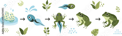 Frog life cycle stages illustration with eggs, tadpole and adult amphibian, metamorphosis process diagram, educational biology vector set