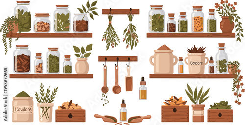 Herbal apothecary shelves with jars, dried plants and spices, natural medicine ingredients collection, rustic botanical storage vector illustration set