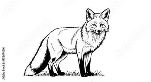 Detailed black and white line art illustration of a wild fox standing, hand-drawn style animal drawing, vector graphic
