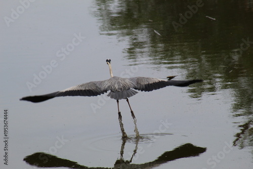 Grey heron taking off from river, rear view with wings spread near water, dynamic wildlife scene in natural habitat.