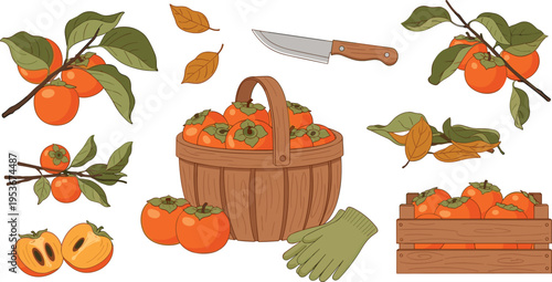 Persimmon harvest vector set with ripe fruits, basket, leaves, gloves and gardening tools autumn seasonal illustration collection