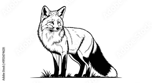 Detailed black and white illustration of a wild fox standing, monochrome graphic drawing of a woodland animal