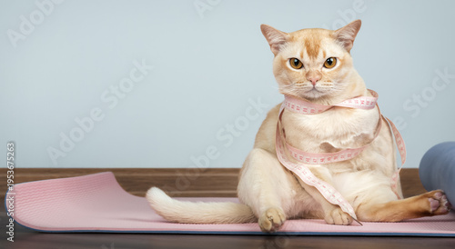 Overweight burmese cat with measuring tape on yoga mat