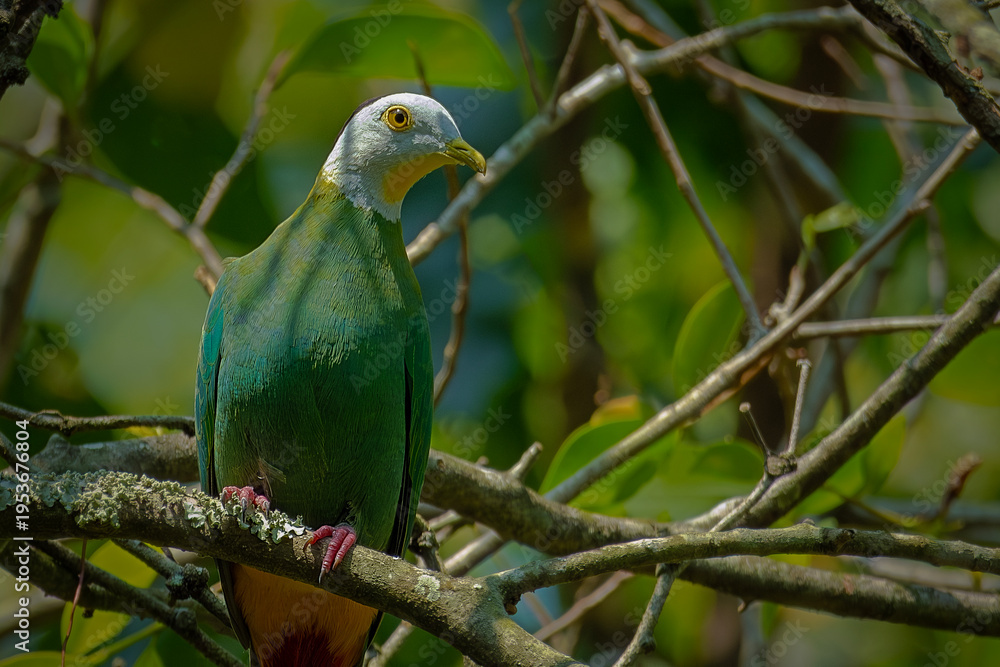 Obraz premium Portrait of Black-Naped Fruit Dove bird