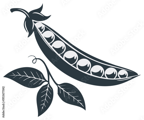 Illustration of a pea pod with peas and leaves in graphic style