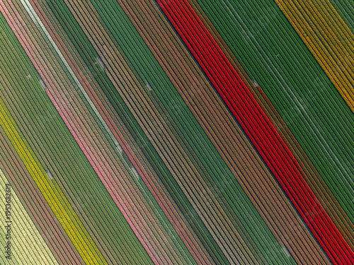 Aerial view of vibrant tulip fields creating a stunning patchwork of color, with diagonal lines of red, green, pink, and yellow, Hem, North Holland, Netherlands.
