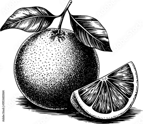 Vintage Engraving Style Orange Fruit with Leaf and Slice White Background citrus
