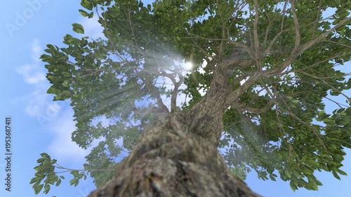 Beautiful tree of life against bright sun, low angle