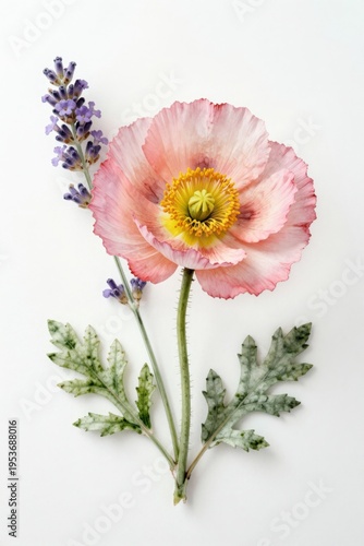 Pink flower with lavender sprig on a white background. Botanical illustration depicts a pink poppy and purple lavender. Flower arrangement consists of a pink blossom and lavender stem.