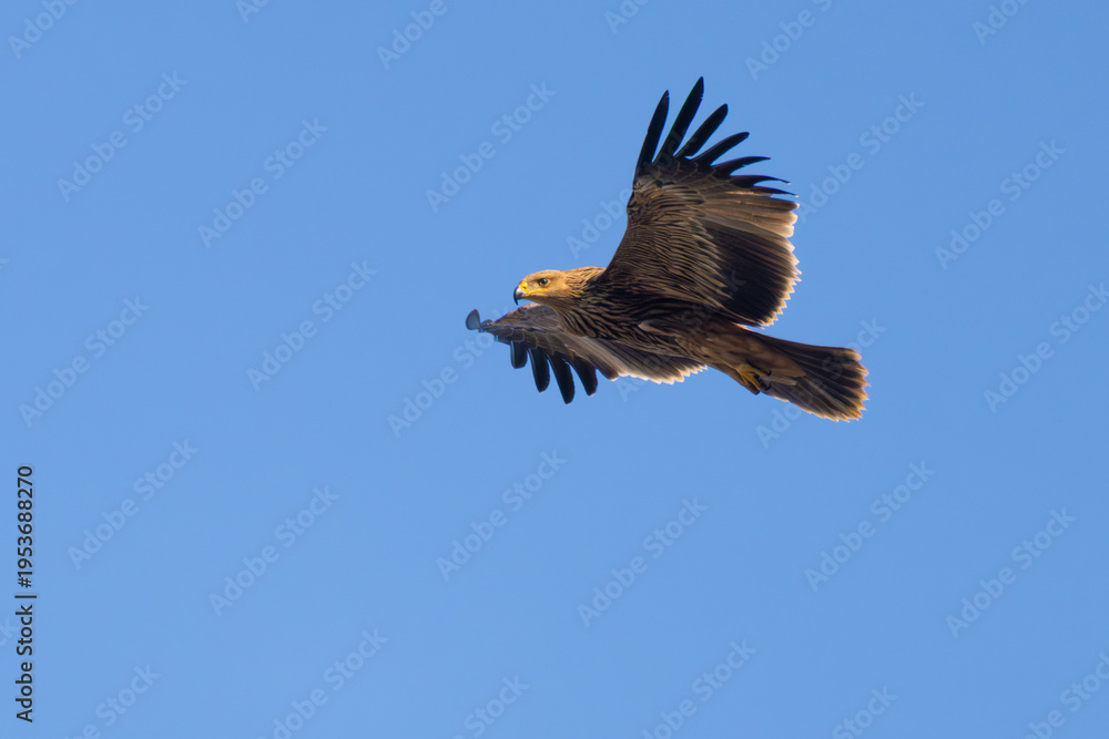 Obraz premium Eastern Imperial Eagle on the sky