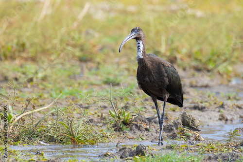Glossy Ibis on the ground