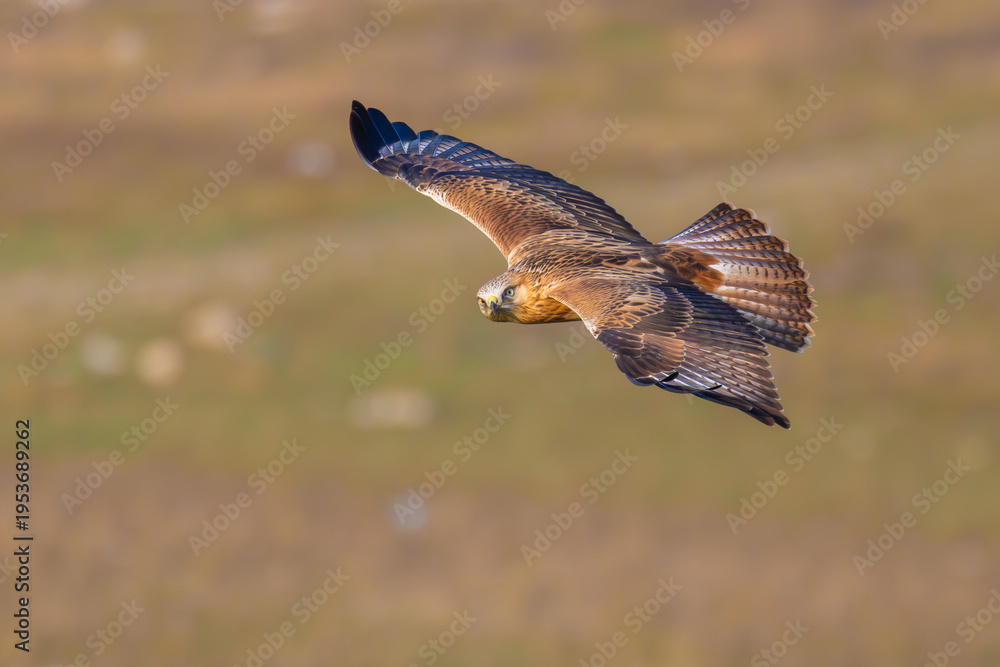 Fototapeta premium Long-legged Buzzard flying low