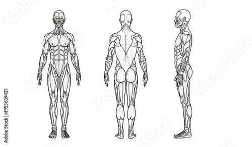 Human anatomy silhouette illustration full body muscular system front and side views