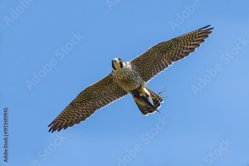 Peregrine Falcon on the sky with the hunt