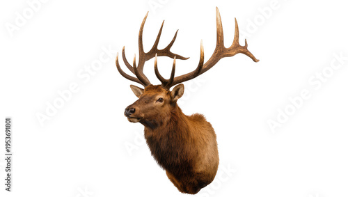Cuadro en lienzo Majestic bull elk head and shoulders with impressive antlers, isolated on transp