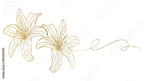 lily flower isolated on white