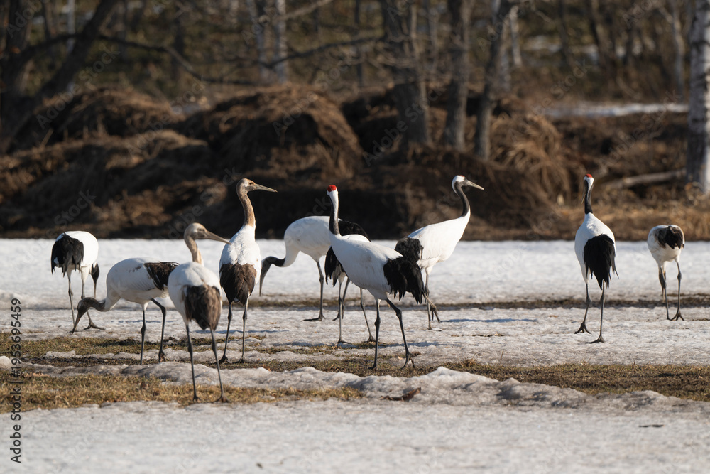 Fototapeta premium Grue du Japon