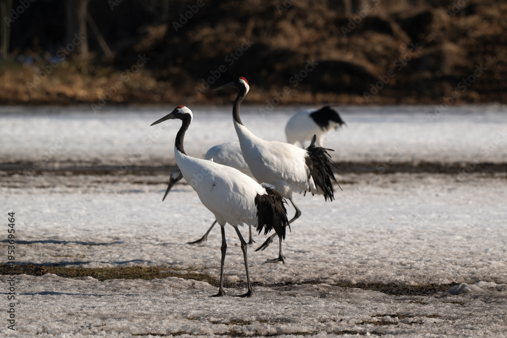 Fototapeta premium Grue du Japon