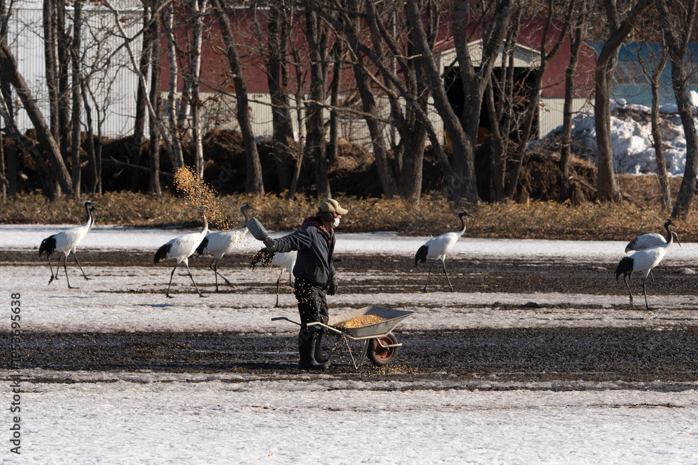Fototapeta premium Grue du Japon