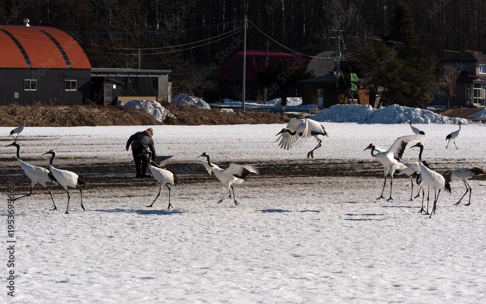 Fototapeta premium Grue du Japon