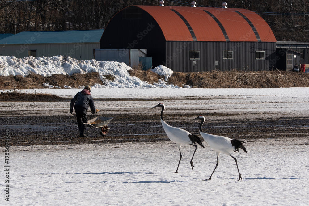 Fototapeta premium Grue du Japon