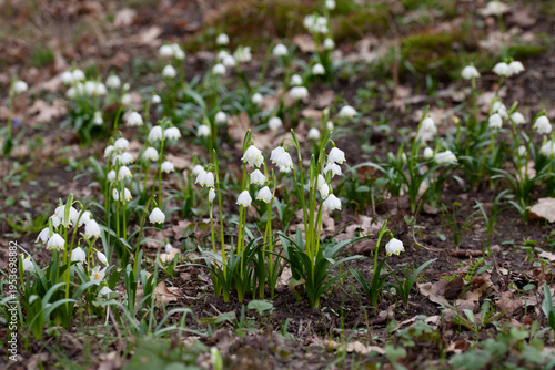 Fotografi Leucojum vernum, a beautiful white and yellow flower in early spring  - snowflake, Agnes' flower, snowbell