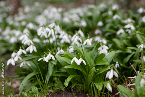 Spring garden. Galanthus woronowii, the green snowdrop or Woronow's snowdrop - a beautiful meadow of white, delicate flowers on woodland floor.