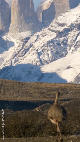4K Vertical Rhea Bird Walking Across Steppe with Snowcapped Mountains