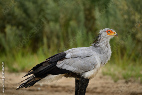 Closeup of a secretary bird standing at a watehole, Kgalagadi Transfrontier Park
