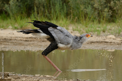 A secretary bird drinking at a waterhole, Kgalagadi Transfrontier Park