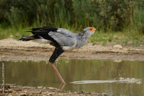A secretary bird drinking at a waterhole, Kgalagadi Transfrontier Park