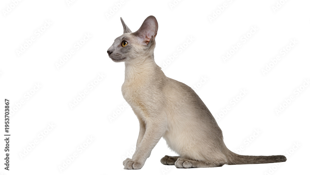 Obraz premium Elegant light grey Oriental Shorthair cat sitting in profile, looking left with large ears and yellow eyes, isolated PNG on transparent background, graceful feline