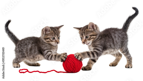 Εκτύπωση καμβά Two adorable tabby kittens playfully interacting with a vibrant red ball of yarn