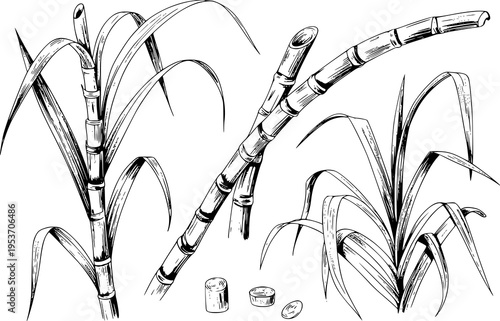 Detailed Line of Sugarcane Stalks Leaves and Slices White Background plant leaf
