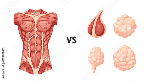 Anatomical comparison between human torso muscles and fat tissue blobs illustrating fitness and weight loss goals.