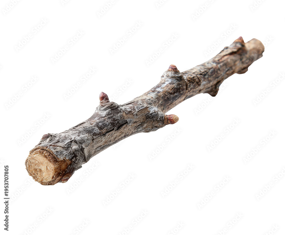 Fototapeta premium Dry branch isolated on transparent background, a natural element for decoration