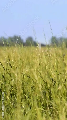 Vertical View of Tall Grass Swaying in Summer Meadow
