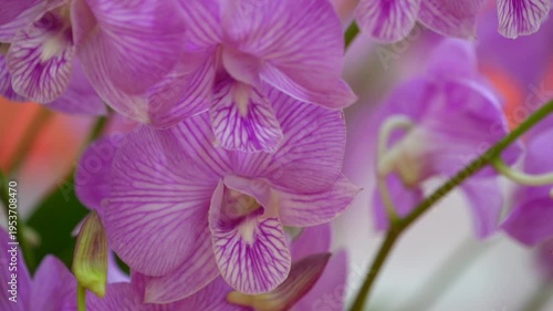 purple orchid flowers with detailed petal texture and soft background. Natural floral subject showing delicate structure and color variation.