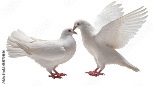 Cuadro en lienzo Two beautiful white doves with red eyes, one with wings spread, nuzzling affecti