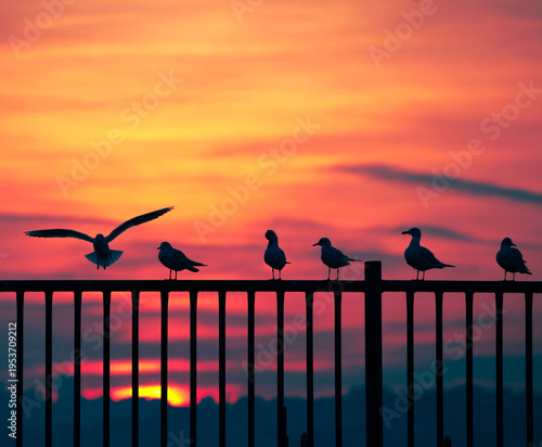 seagulls silhouette, beautiful seagulls silhouette standing and flying on a railing during dramatic sunset