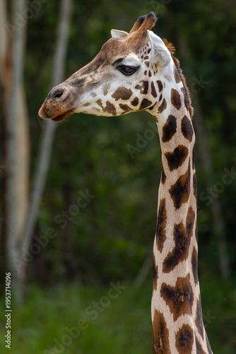Photography Tall Giraffe