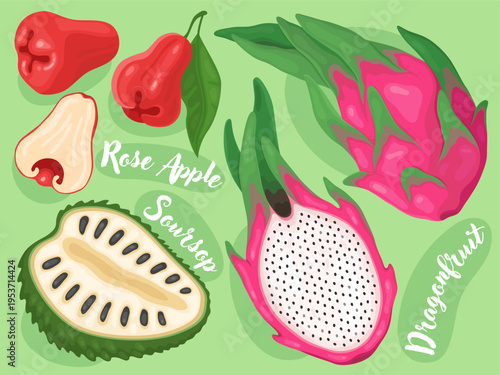 Cute illustrations of fresh tropical fruits. Soursop, dragonfruit, rose apple. Exotic fruits, bright illustration for packaging, menu, natural food store.