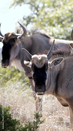 Vertical Wildebeest Herd in Dry Grassland with Sunlit Backlight