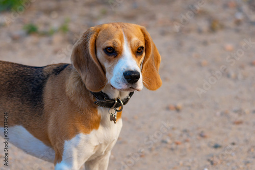 Beagle dog portrait looking away outdoors
