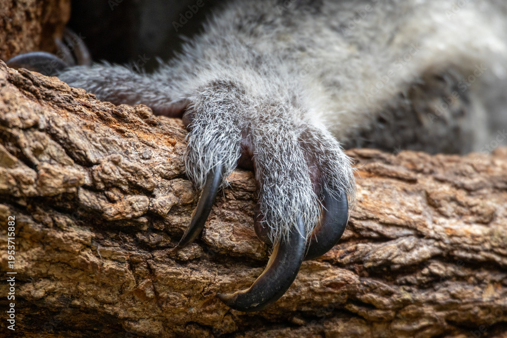 Fototapeta premium Koala Hand