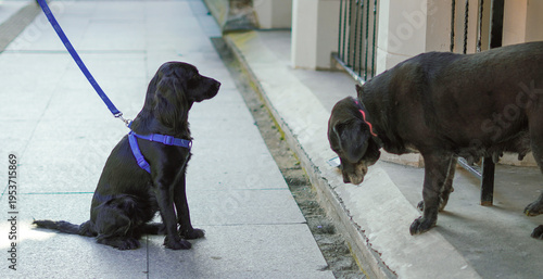 Photography Two dogs on leashes interacting on a sidewalk in an urban setting