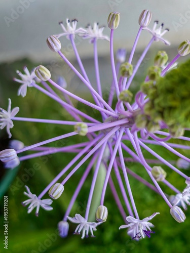 High resolution color image of an Alien-Like Exotic Flower Macro with Purple Stems and Green Buds – Abstract Botanical Detail
