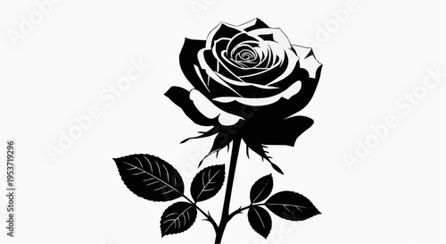 black and white rose