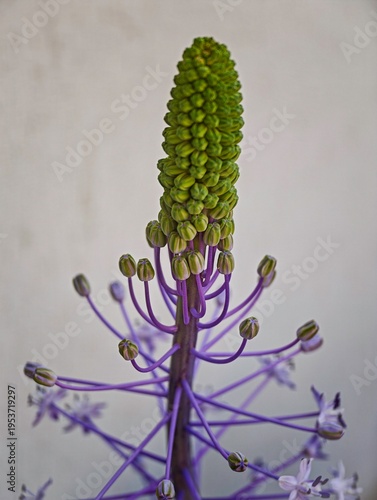 High resolution color image of an Alien-Like Exotic Flower Macro with Purple Stems and Green Buds – Abstract Botanical Detail